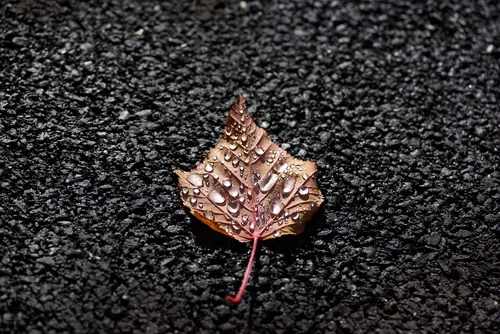 Water leaf This image shows a single leaf covered in water droplets lying on a dark, textured surface, photographed in the early afternoon during the autumn season. The main subject is a water leaf, which is highlighted by the macro photography style that captures the details of the plants and the individual water droplets on the surface of the leaves. The photograph falls into the still life category, focusing closely on the natural elements without including any visible landmarks. The water droplets on the leaf suggest recent rainfall or morning dew, enhancing the autumnal atmosphere and showcasing the intricate patterns found in plants.